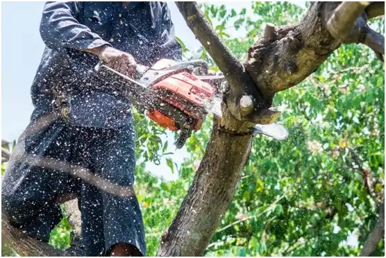tree services Bayfield